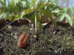 Peziza ampliata