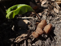 Peziza ampliata