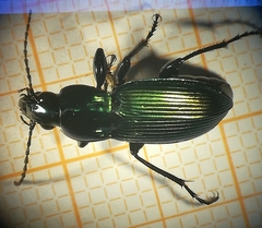 Poecilus lepidus