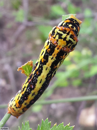Citrus Swallowtail