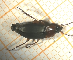 Calathus melanocephalus
