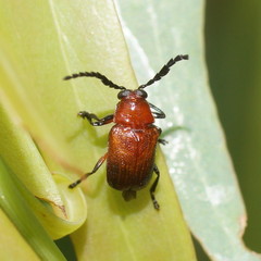 Aporocera apicalis