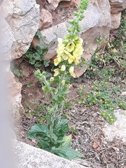 Verbascum creticum