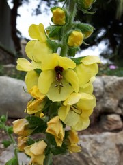 Verbascum creticum