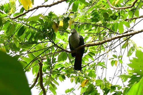 Ducula galeata observed 2022-12-06