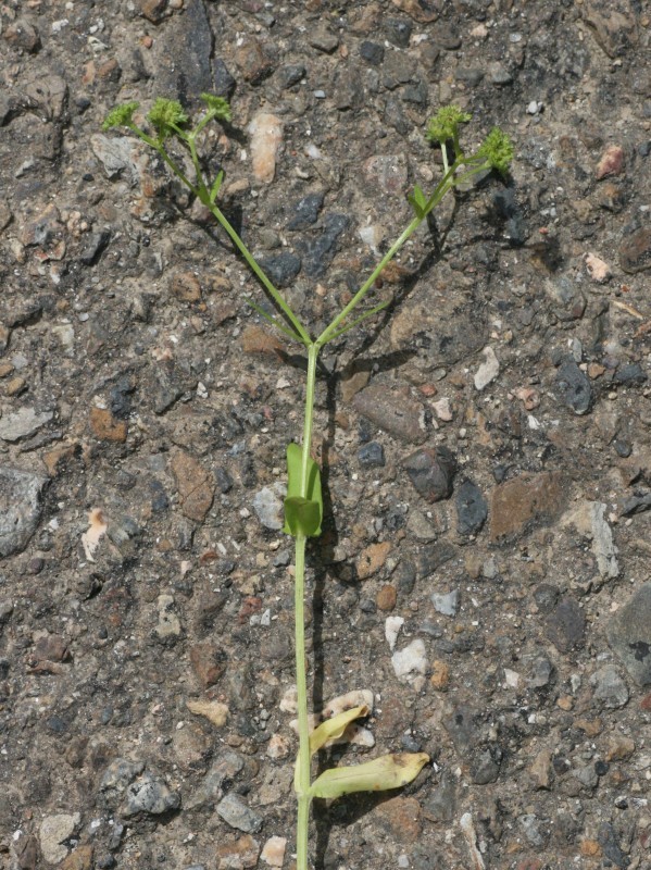 Valerianella microcarpa