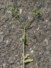 Valerianella microcarpa