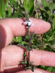 Verbena supina