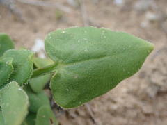 Rumex cordatus