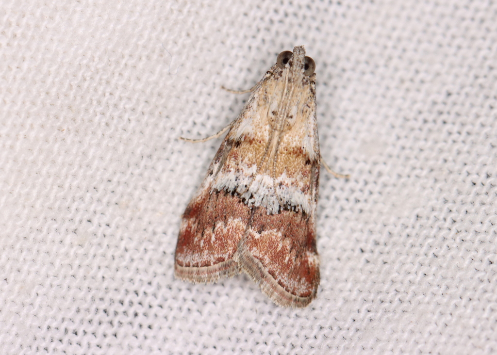 Pococera baptisiella