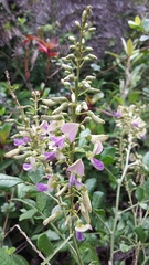 Millettia