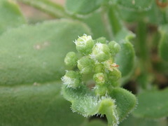 Rumex cordatus