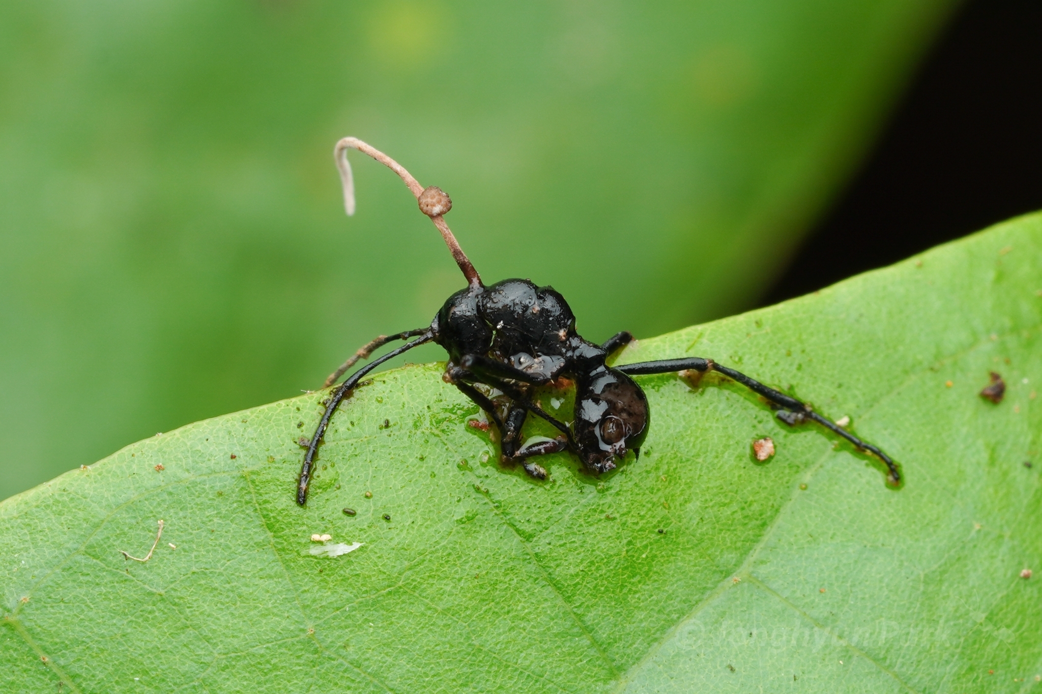 Polyrhachis boltoni