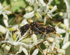 Scrobiger splendidus