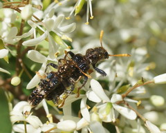 Scrobiger splendidus