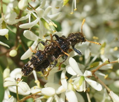 Scrobiger splendidus