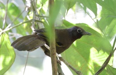 Trochalopteron peninsulae