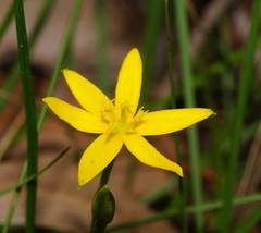 Hypoxis hygrometrica