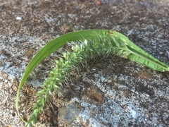Setaria adhaerens