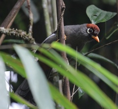 Pterorhinus mitratus