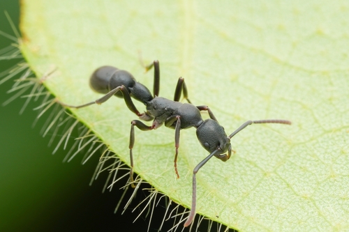 Platythyrea tricuspidataPlatythyrea tricuspidata