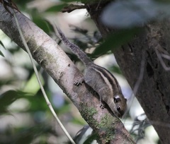 Tamiops mcclellandii