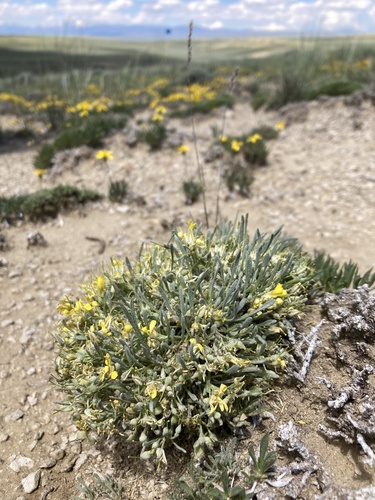 Physaria nelsonii