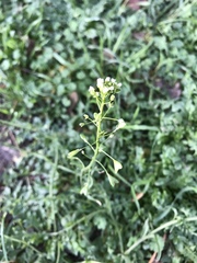 Capsella bursa-pastoris