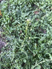 Capsella bursa-pastoris