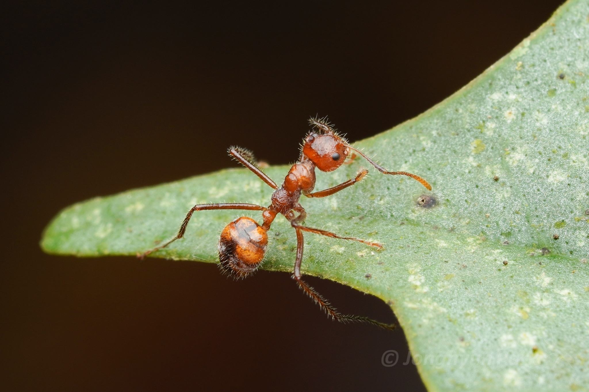Dolichoderus patens
