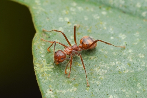 Dolichoderus patensDolichoderus patens