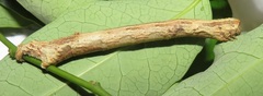 Colocleora divisaria divisaria