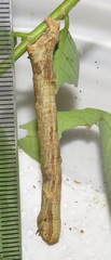 Colocleora divisaria divisaria