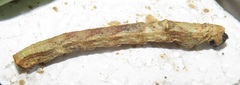 Colocleora divisaria divisaria