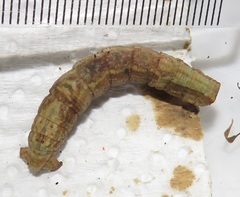 Colocleora divisaria divisaria