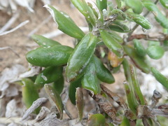 Senecio arniciflorus
