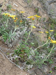Senecio arniciflorus