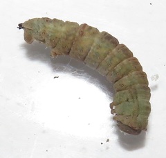 Colocleora divisaria divisaria