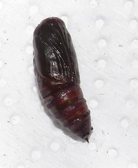 Colocleora divisaria divisaria