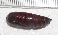 Colocleora divisaria divisaria