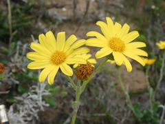 Senecio arniciflorus