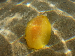 Doriopsilla albopunctata