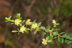 Pimelea flava flava