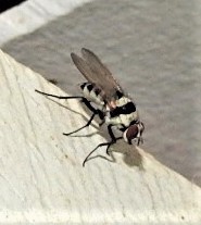 Anthomyia medialis
