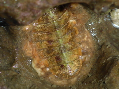 Mopalia ciliata image