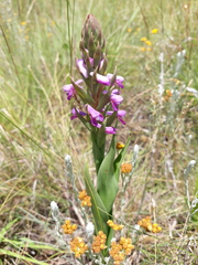 Disa stachyoides