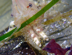 Spirontocaris prionota