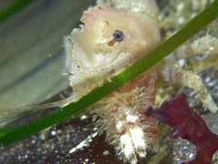 Spirontocaris prionota