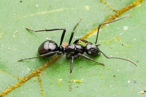 Polyrhachis boltoniPolyrhachis boltoni