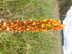Disa chrysostachya